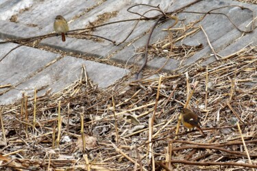 ②ジョウビタキ