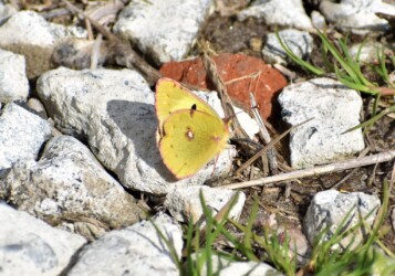 2月16日に見かけたモンキチョウ