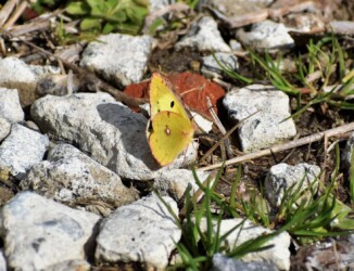 2月16日に見かけたモンキチョウ