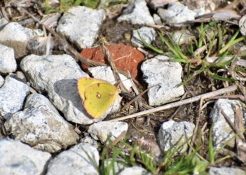 2月16日に見かけたモンキチョウ