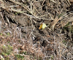 飛翔中(ぼけてしまった)