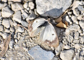 前年の12月12日のモンキチョウ