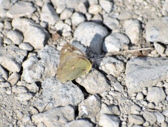 前年の12月12日のモンキチョウ