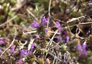 2月16日に咲いていたホトケノザ