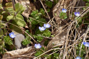 16日に咲いていたオオイヌノフグリ