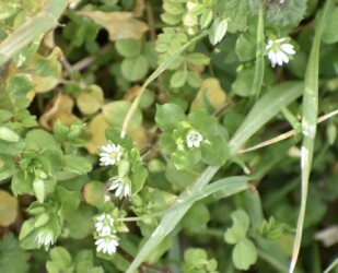 16日に咲いていたハコベ