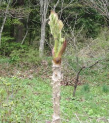 タラノキの新芽