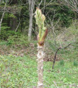タラノキの新芽