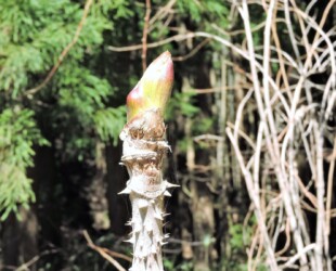 タラノキの新芽