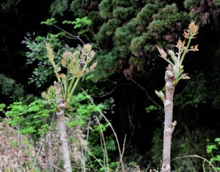 タラノキの新葉
