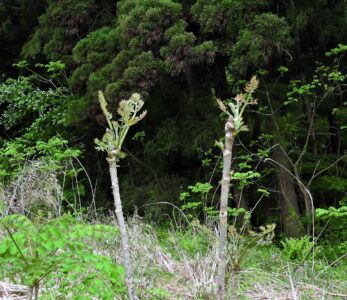 タラノキの新葉