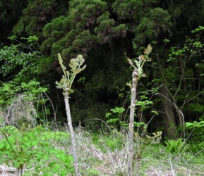 タラノキの新葉