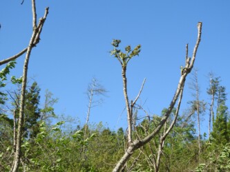 タラノキの新葉