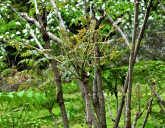 タラノキの新葉