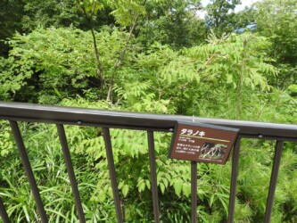 奈良の吉野山のタラノキの表示板