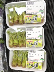 蟹江のスーパーで見かけた山形県産のタラの芽