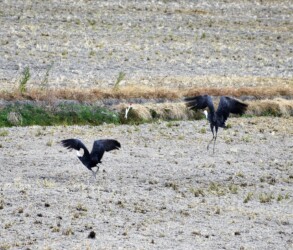 飛び立つナベヅル