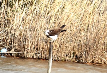①少し腰を上げる