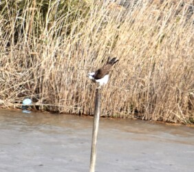 ②さらに上げる