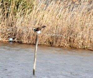 ④糞が尻から離れる