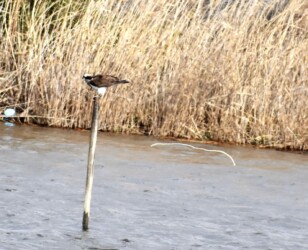 ⑤糞が紐のように飛ぶ