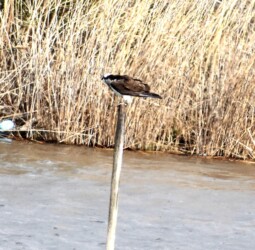 ⑥し終わった体勢