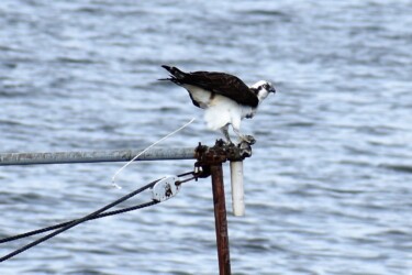 別の場所で糞をしている場面