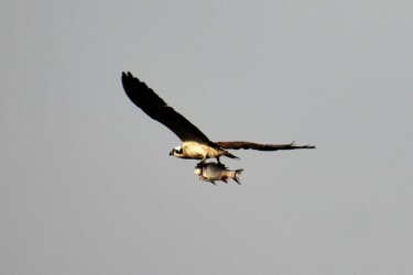 大きなコイを掴んで飛翔体