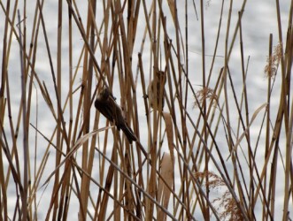 茎を齧るオオジュリン