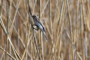 足輪をしたオオジュリン
