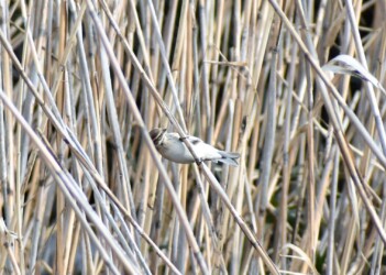 茎を齧るオオジュリン