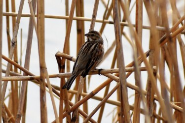 足輪をしたオオジュリン