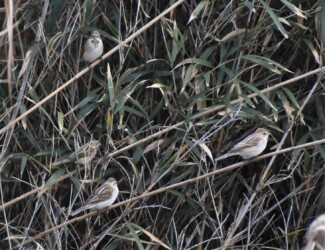 群れのオオジュリン