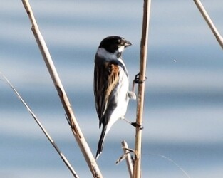 夏羽の頭が黒くなったオス