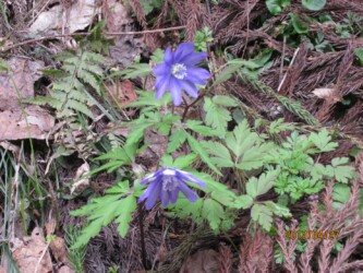 キクザキイチゲ