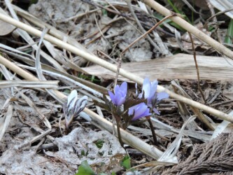 キクザキイチゲ