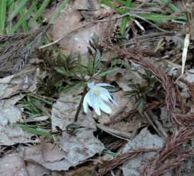 キクザキイチゲ