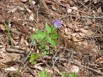 キクザキイチゲ