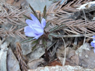 キクザキイチゲ