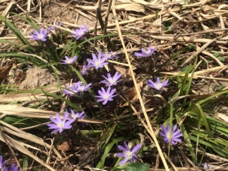 群生して咲くキクザキイチゲ