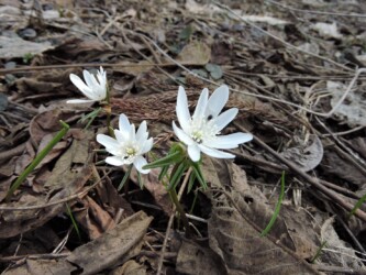 アズマイチゲ 違いがわかるかな?