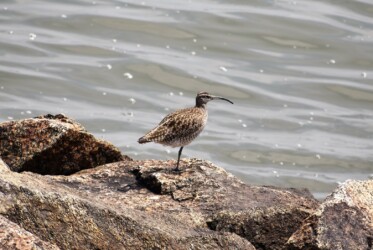 藤前干潟 チュウシャクシギか?