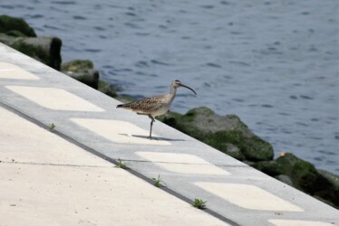藤前干潟 チュウシャクシギか?
