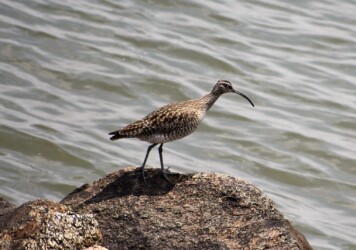 藤前干潟 チュウシャクシギか?