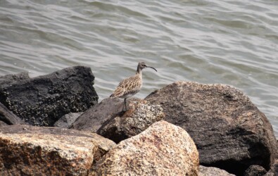 藤前干潟 チュウシャクシギか?