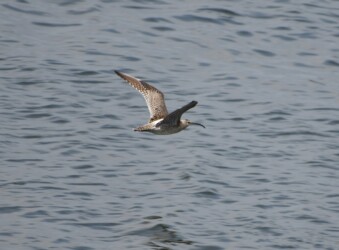 藤前干潟 チュウシャクシギ?の飛翔