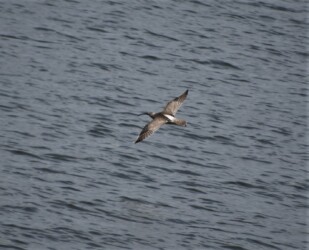 藤前干潟 チュウシャクシギ?の飛翔