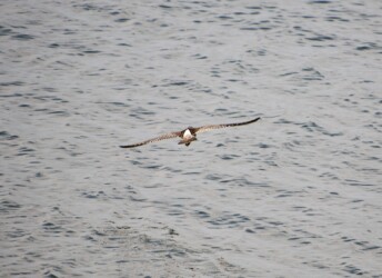 藤前干潟 チュウシャクシギ?の飛翔