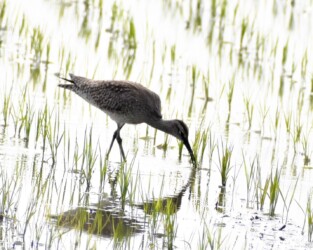 飛島三福のチュウシャクシギ?