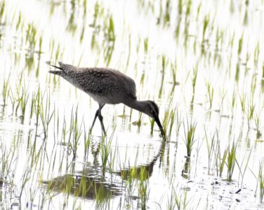 飛島三福のチュウシャクシギ?